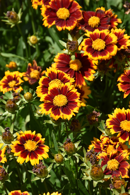 UpTick Red Tickseed (Coreopsis 'Baluptred') at Caan Floral & Greenhouse
