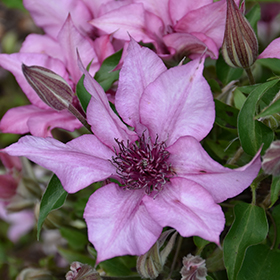 Plant Photo 6