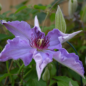 Plant Photo 9
