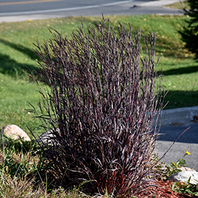 Plant Photo 1